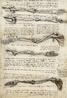 Estudo de ossos do brao (c. 1510)