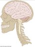 Desenho representando o crebro humano e o crnio. O crebro humano  particularmente complexo e extenso. Este  imvel e representa apenas 2% da massa do corpo, mas, apesar disso, recebe aproximadamente 25% de todo o sangue que  bombeado pelo corao. Divide-se em dois hemisfrios: esquerdo e o direito. O seu aspecto se assemelha ao miolo de uma noz.  um conjunto distribudo de milhares de milhes de clulas que se estende por uma rea de mais de 1 metro quadrado dentro do qual conseguimos diferenciar certas estruturas correspondendo s chamadas reas funcionais, que podem cada uma abranger at um dcimo dessa rea. <br><br>Palavras-chave: corpo, crebro, anatomia, crnio, cincia, filosofia da cincia